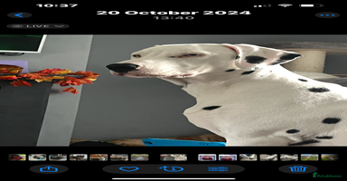 Dalmatian dogs Deaf blue eyed KC Dalmatian boy 21months - Advert 7
