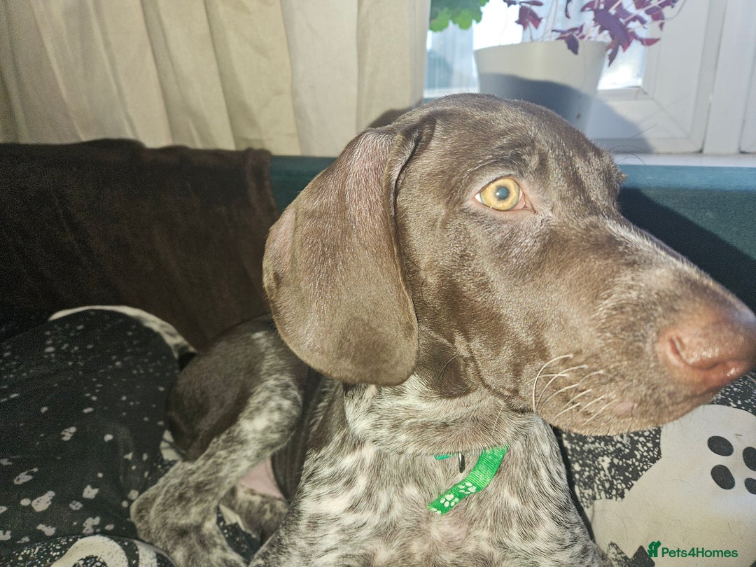 German Shorthaired Pointer dogs for sale: 3 GSP puppies for sale  - Advert 6