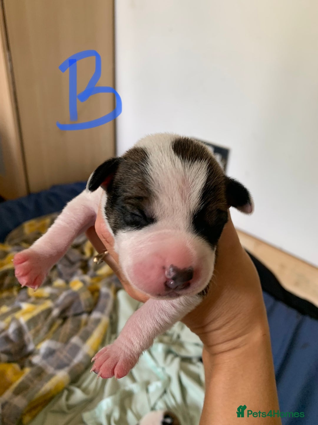 Staffordshire Bull Terrier dogs for sale: Staffordshire Bull Terrier puppies  - Image 5