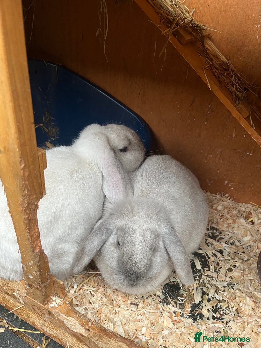 Mini Lop rabbits for sale: Autumn babies - Advert 12