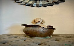 Miniature Dachshund dogs for sale: cream colour's KC miniture dachshund - Image 6