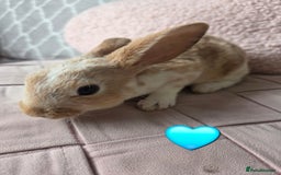 Rex rabbits for sale: 🐰 Beautiful mini rex babies 🐰 - Image 12