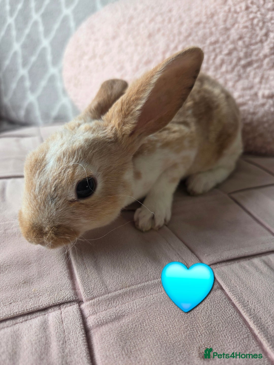 Rex rabbits for sale: 🐰 Beautiful mini rex babies 🐰 - Image 12