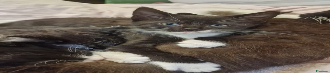 Domestic Shorthair Kitten 1