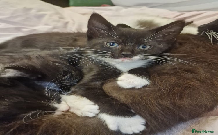 Domestic Shorthair cats - Advert 6