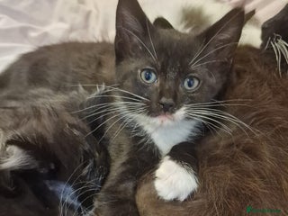 Domestic Shorthair cats for sale - Advert 1