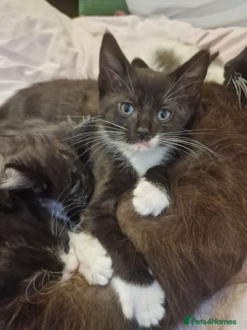 Domestic Shorthair cats - Advert 1