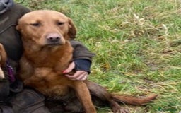Labrador Retriever dogs for sale: Stunning ftch fox red puppies - Image 26