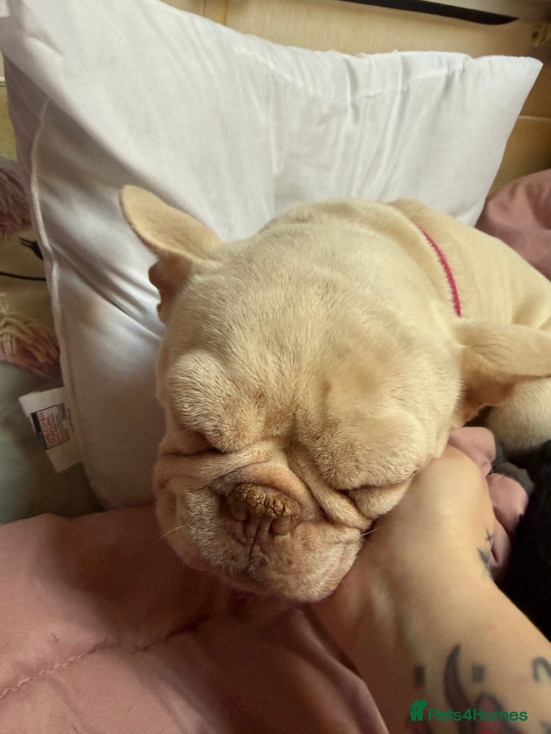 French Bulldog dogs for sale: Kc registered French bulldog - Advert 2