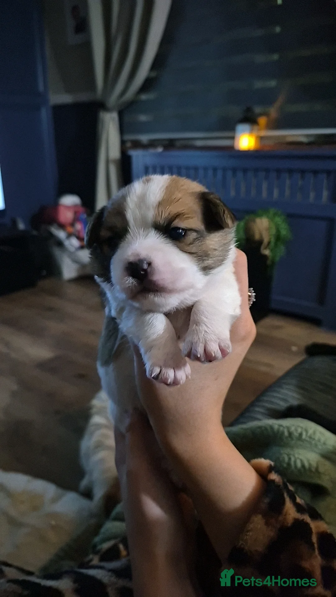 Shorkie dogs for sale: Shorkie x puppies  - Advert 14