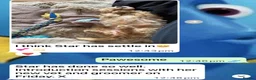 Cavapoochon dogs for sale: Cavapoo curly wurly puppies. 5* Council Reg’d - Advert 4