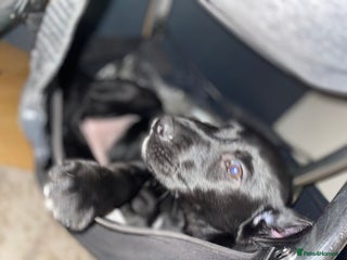 Mixed Breed dogs Beautiful pointer lab pup! Last girl left 😍 - Advert 13