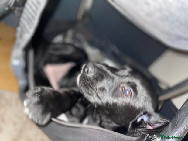 Mixed Breed dogs Beautiful pointer lab pup! Last girl left 😍 - Advert 13