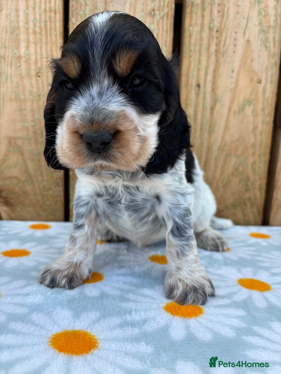Cocker Spaniel dogs for sale: Ready 30th august import lines  - Image 28