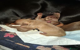 Mixed Breed dogs for sale: Miniature dachsund x chihuahua puppies - Image 2