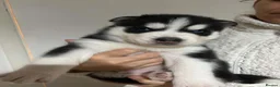 Siberian Husky dogs for sale: Siberian Husky  in Wednesbury - Advert 4