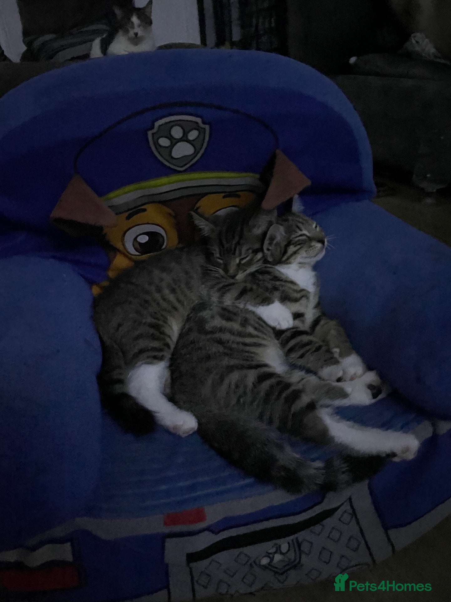 Mixed Breed cats Two male Kittens  - Advert 5