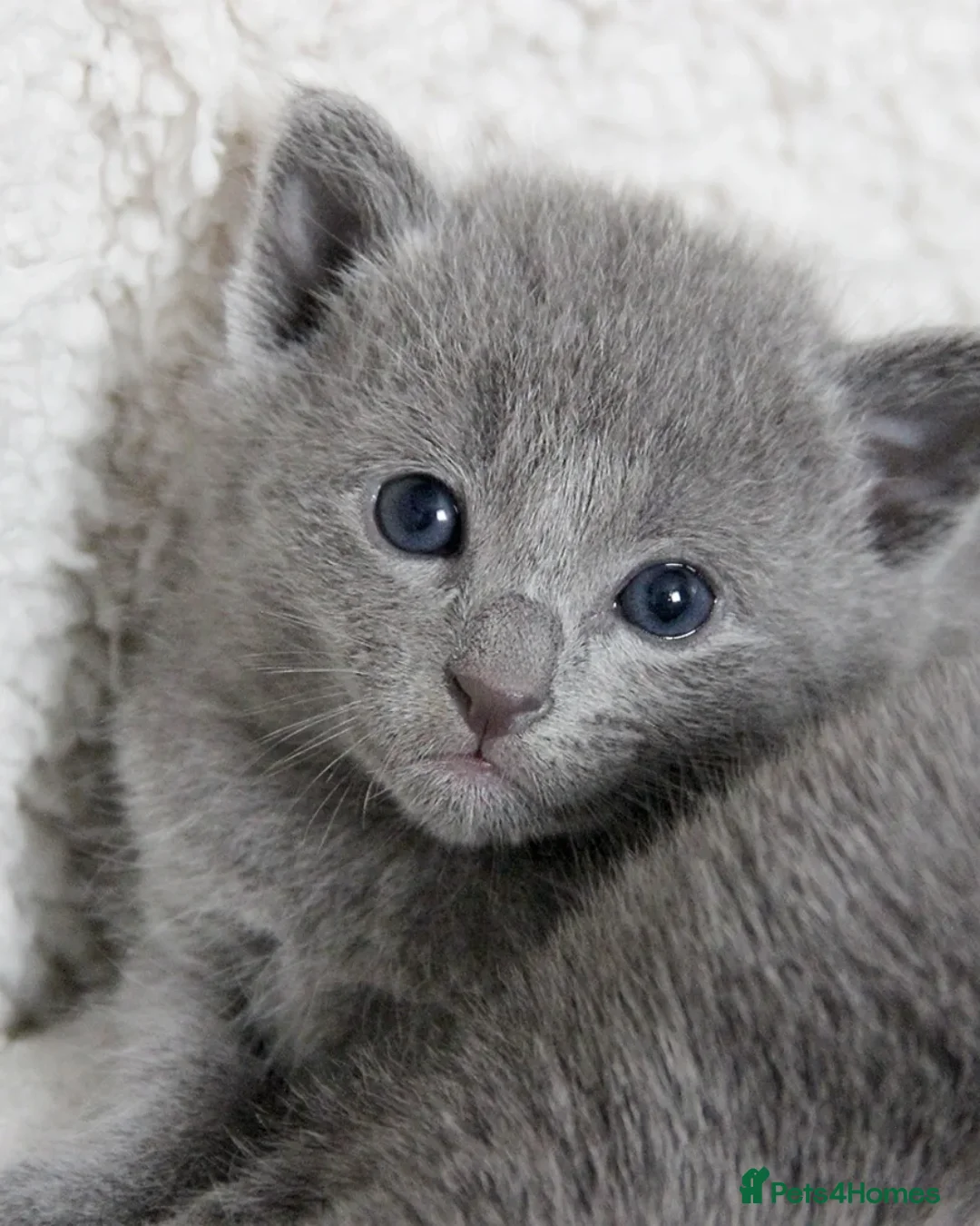 Russian Blue cats for sale: Pure Russian Blue Kittens Available  - Advert 1