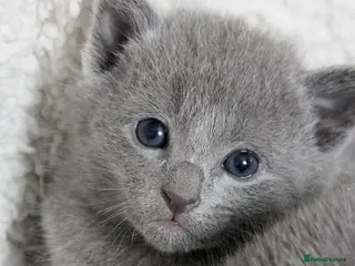 Russian Blue cats Pure Russian Blue Kittens Available - Advert 6