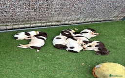 English Springer Spaniel dogs for sale: Springer Spaniel Puppies  - Image 15