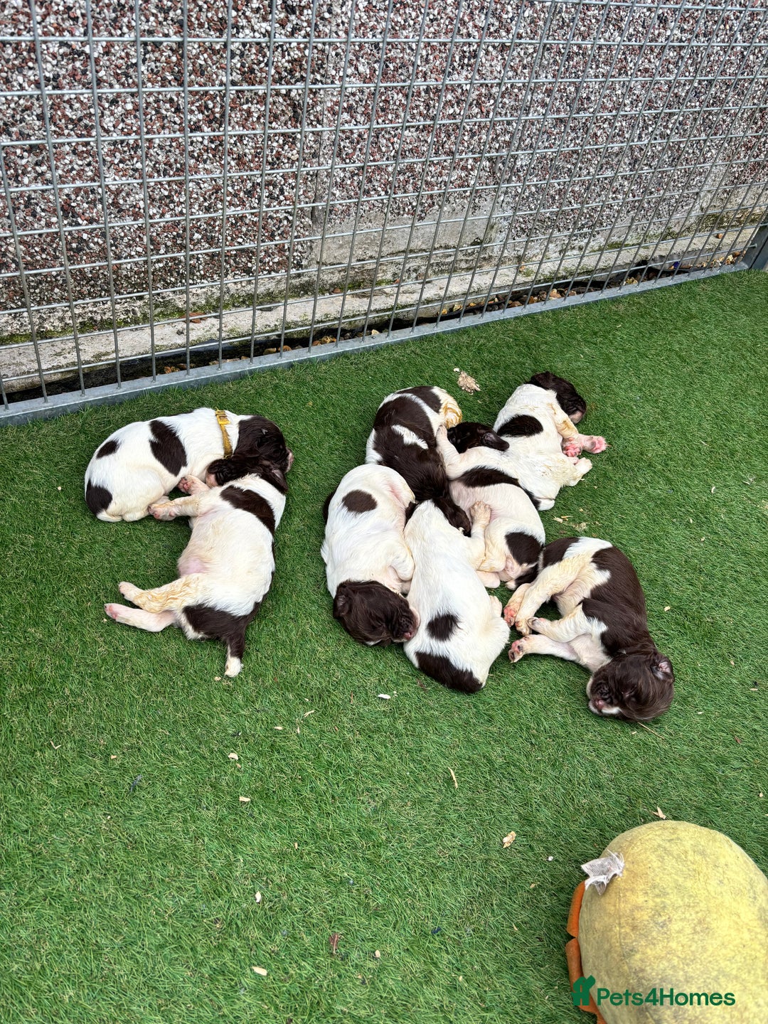 English Springer Spaniel dogs for sale: Springer Spaniel Puppies  - Image 15