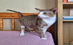 Oriental cats for sale: Beautiful Oriental bicolour girl  - Image 3