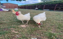 Chickens poultry for sale: Skyline chickens for sale  - Image 1