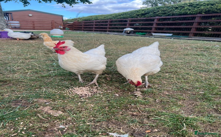 Chickens poultry - Advert 4
