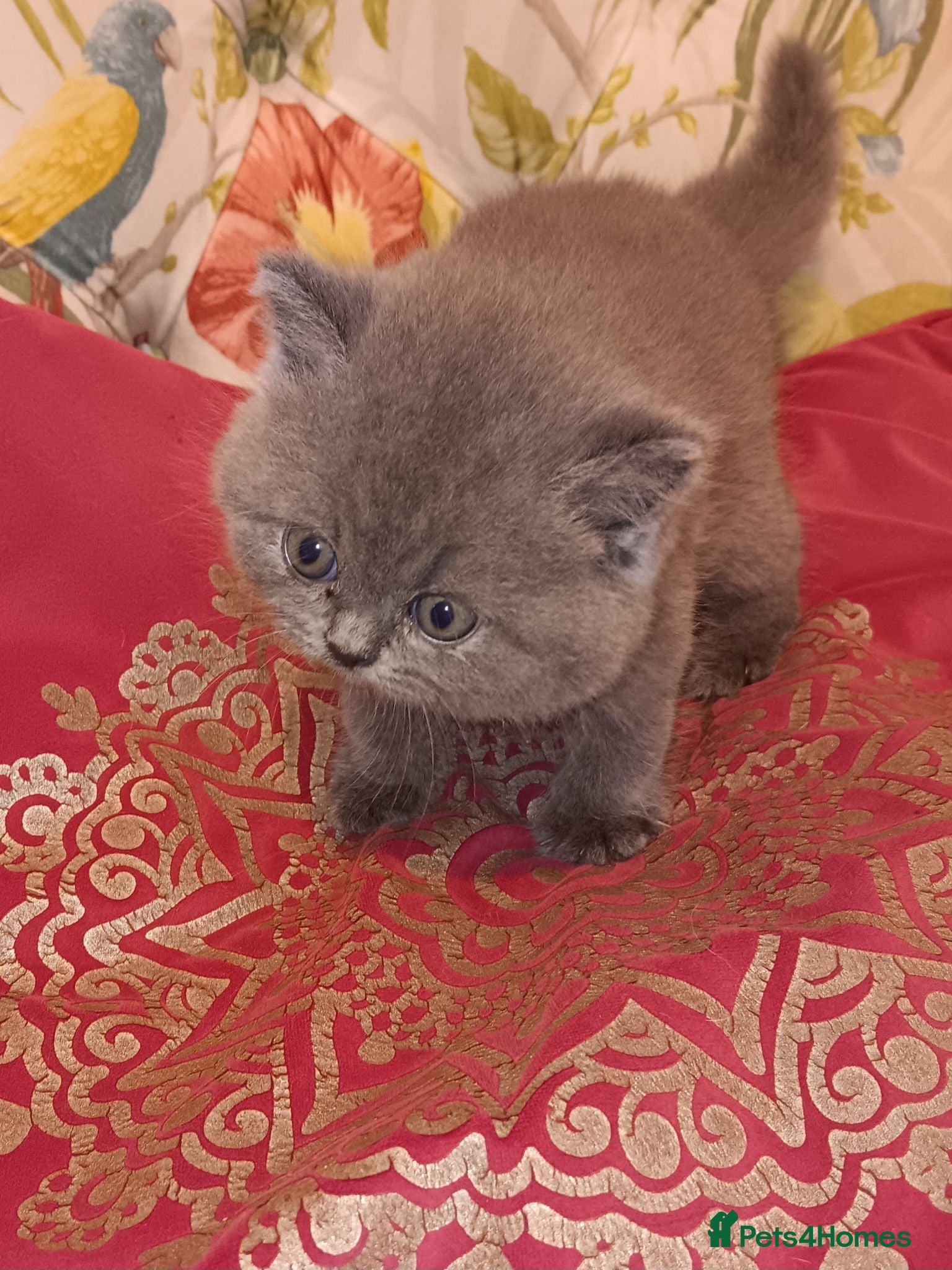 British Shorthair cats Outstanding British Blue kittens  - Advert 10