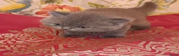 British Shorthair cats for sale: Outstanding British Blue kittens  - Advert 1