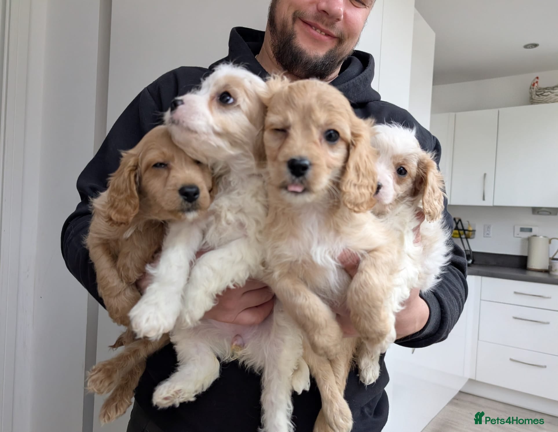 Cavapoo dogs Cavapoo F1 puppies Manchester  - Advert 12