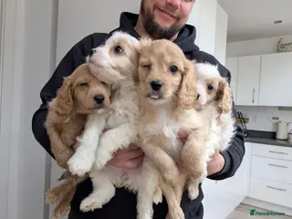 Cavapoo dogs Cavapoo F1 puppies Manchester - Advert 12