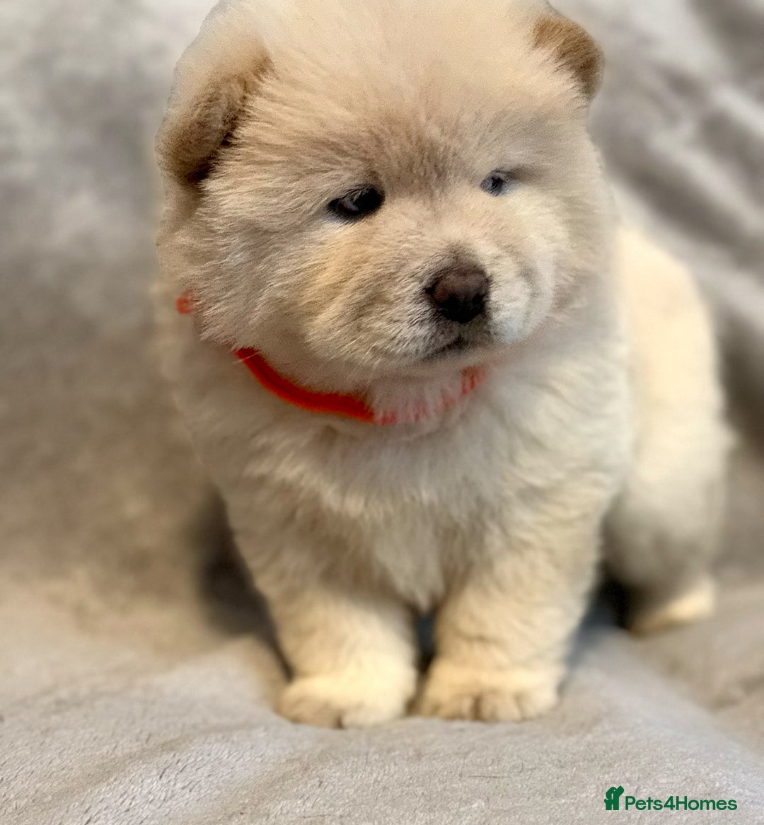 Chow Chow dogs for sale: KC Reg Chow Chow Puppies  - Advert 22