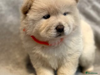 Chow Chow dogs KC Reg Chow Chow Puppies - Advert 3