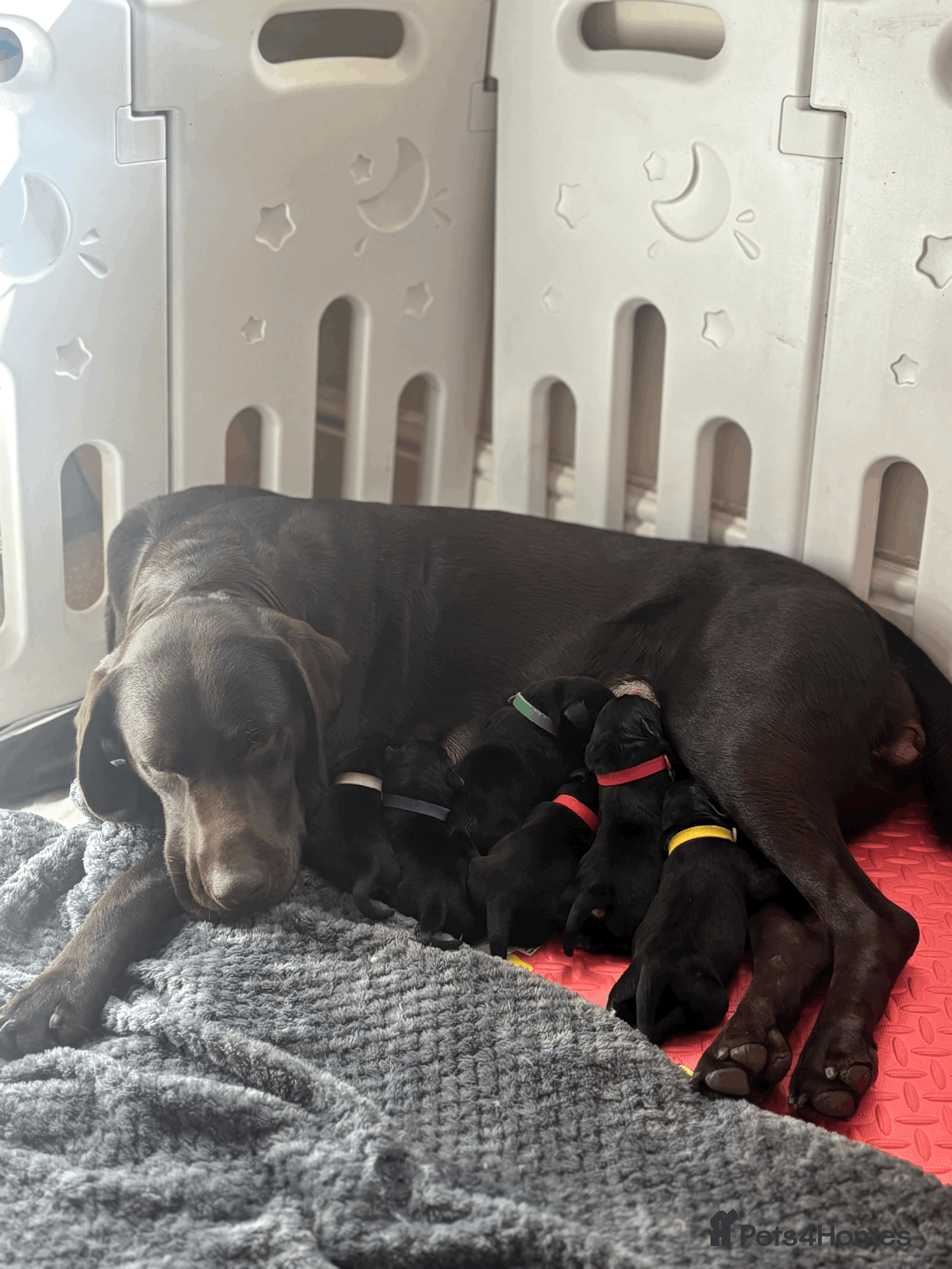 Labrador Retriever dogs Labrador puppies  - Advert 1