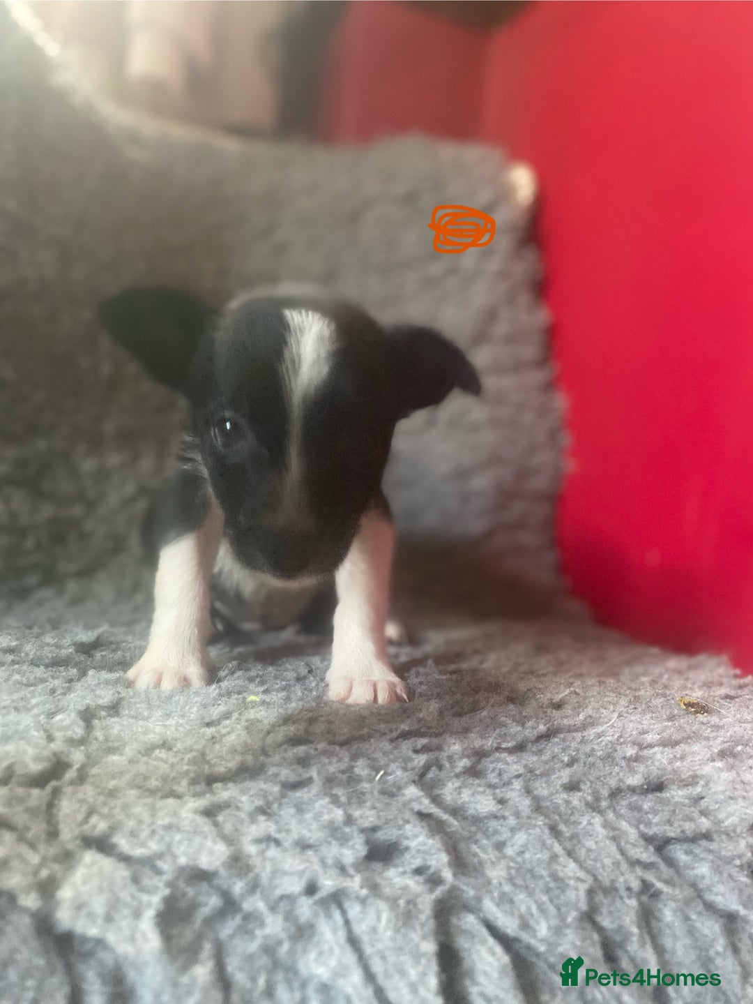 Border Collie dogs for sale: Border collies  - Image 6