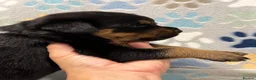 Rottweiler dogs for sale: ✨Big bone Pups for Sale Healthy & Ready to Go 🐶✨ in Skegness - Advert 6