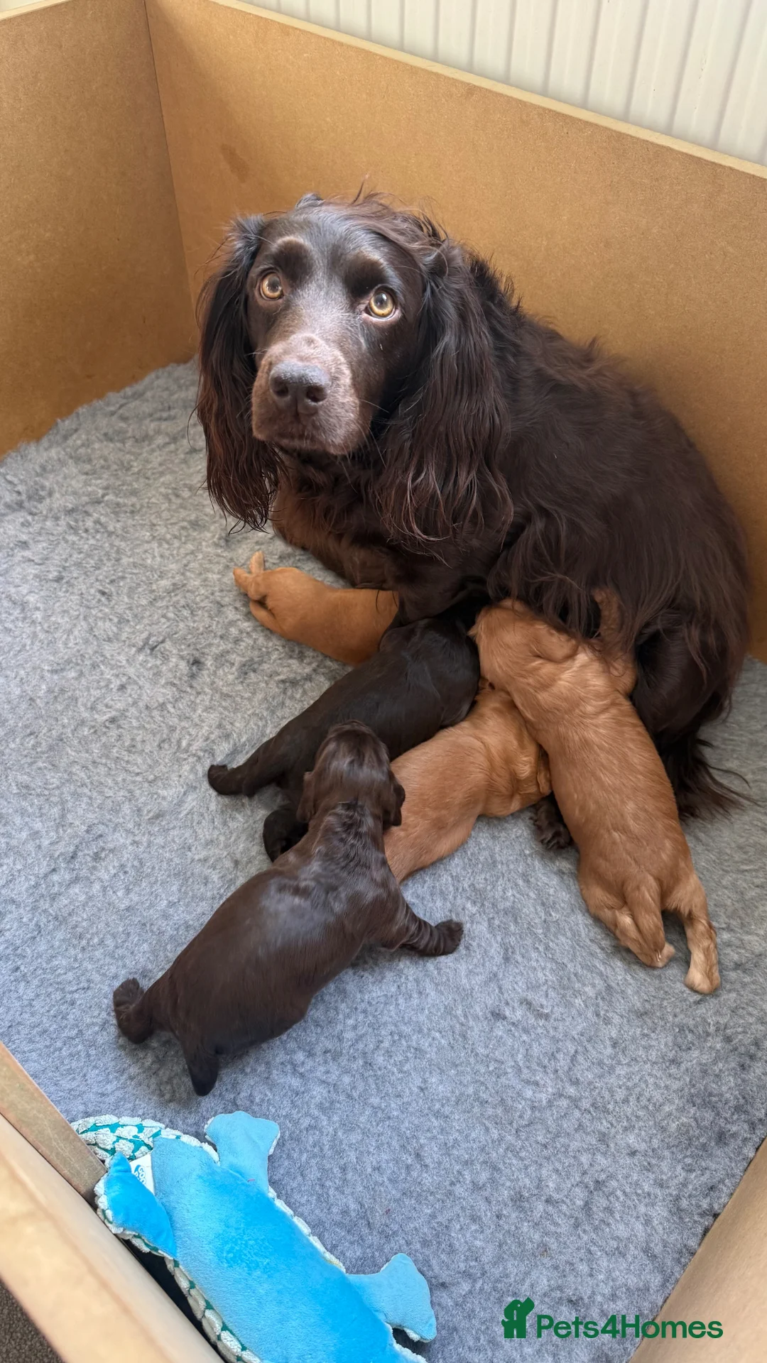 Cocker Spaniel dogs for sale: Kc registered Working cocker spaniel pups - Advert 1