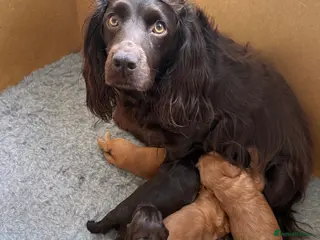 Cocker Spaniel dogs Working cocker spaniel pups - Advert 3