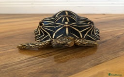 Tortoise reptiles for sale: Indian Star Tortoises - Image 5