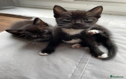 Mixed Breed cats for sale: Gorgeous kittens black and white - Image 7