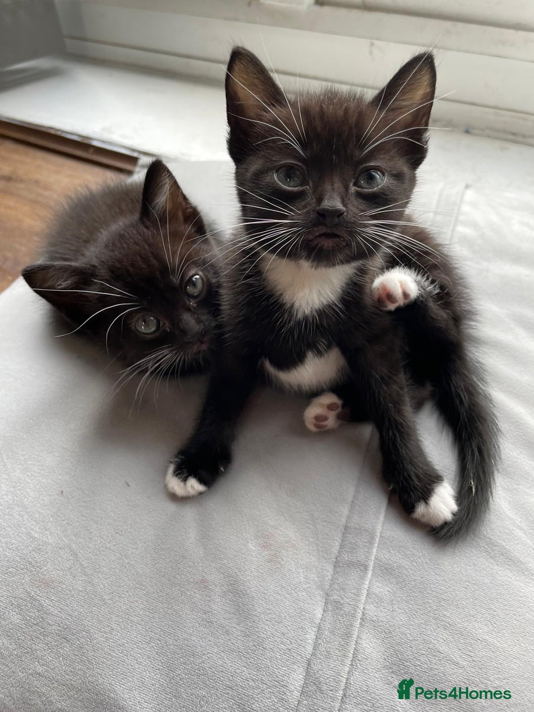 Mixed Breed cats for sale: Gorgeous kittens black and white - Image 7