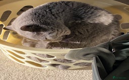 British Shorthair cats for sale: British blue BSH  - Image 7