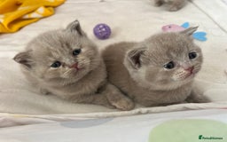 British Shorthair cats for sale: Gorgeous British Shorthair Kittens - Image 7