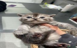 British Shorthair cats for sale: Rare silver smoked British shorthair kitten - Image 2