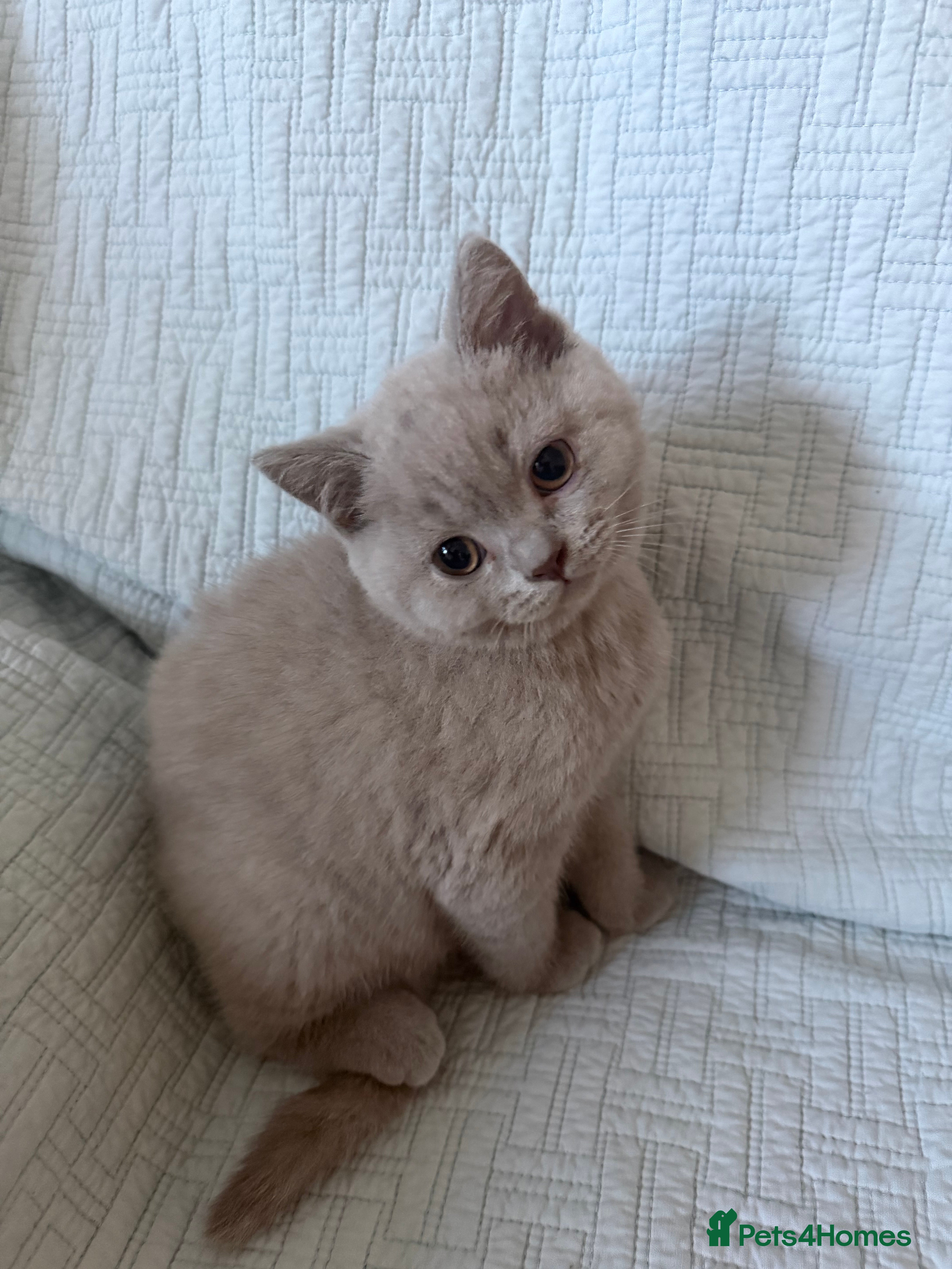 British Shorthair cats British shorthair (lilac,blue) READY - Advert 7
