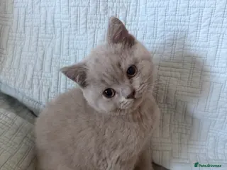 British Shorthair cats British shorthair (lilac,blue) READY - Advert 7