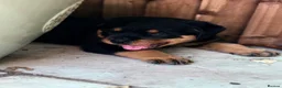 Rottweiler dogs for sale: ⭐️4 Rottweiler Boys For Sale ⭐️ - Advert 11
