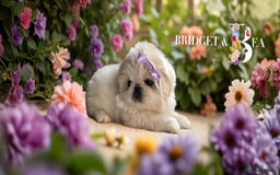 Pekingese dogs for sale: ⭐️WAITING LIST NOW OPEN⭐️ - Image 13
