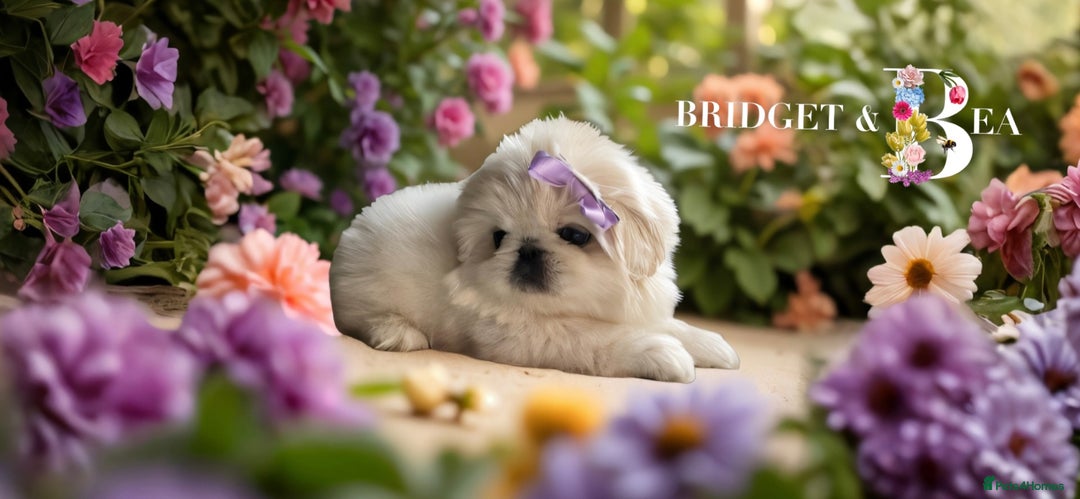 Pekingese dogs for sale: ⭐️WAITING LIST NOW OPEN⭐️ - Image 13